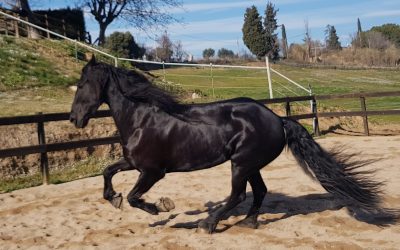 Guía para elegir el mejor champú para tu caballo