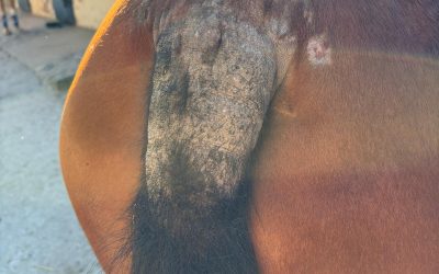 Protege a tu caballo del picor este verano con Zedan: Soluciones naturales y efectivas